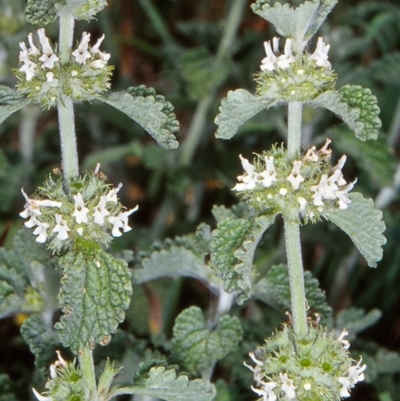 Marrubium vulgare (Horehound) at Dunlop, ACT - 18 Dec 2003 by BettyDonWood