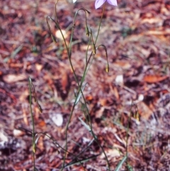 Wahlenbergia capillaris (Tufted Bluebell) at Dunlop, ACT - 8 Apr 2003 by BettyDonWood