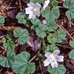 Malva neglecta (Dwarf Mallow) at Hawker, ACT - 7 Feb 2002 by BettyDonWood