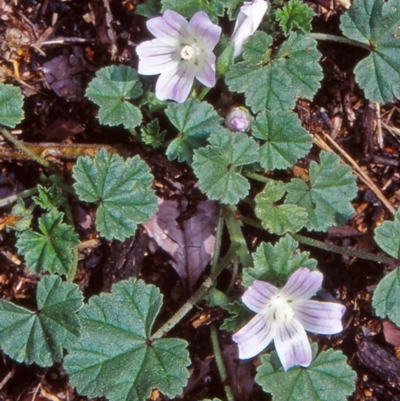 Malva neglecta (Dwarf Mallow) at Hawker, ACT - 6 Feb 2002 by BettyDonWood