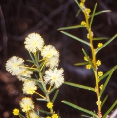 Acacia genistifolia (Early Wattle) at O'Connor, ACT - 7 Aug 2002 by BettyDonWood