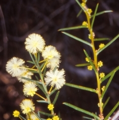 Acacia genistifolia (Early Wattle) at O'Connor, ACT - 8 Aug 2002 by BettyDonWood