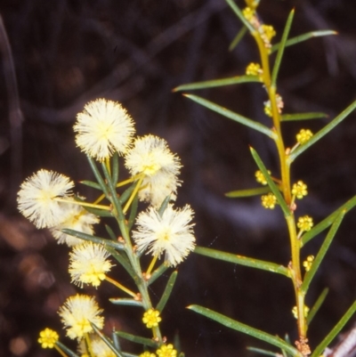 Acacia genistifolia (Early Wattle) at O'Connor, ACT - 7 Aug 2002 by BettyDonWood