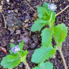 Veronica persica (Creeping Speedwell) at Weetangera, ACT - 25 Dec 2001 by BettyDonWood