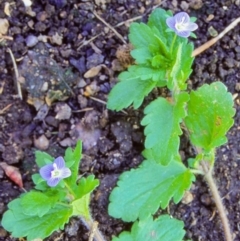 Veronica persica (Creeping Speedwell) at Weetangera, ACT - 24 Dec 2001 by BettyDonWood