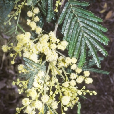 Acacia mearnsii (Black Wattle) at O'Connor, ACT - 20 Nov 2003 by BettyDonWood