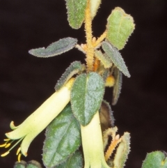 Correa reflexa var. reflexa (Common Correa, Native Fuchsia) at Uriarra Recreation Reserve - 10 Jun 2002 by BettyDonWood