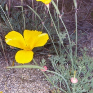 Eschscholzia californica at Uriarra Recreation Reserve - 31 Oct 2004