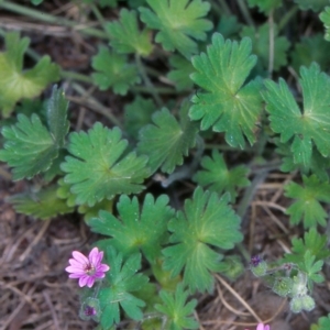 Geranium molle subsp. molle at Uriarra Recreation Reserve - 31 Oct 2004