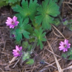 Geranium molle subsp. molle at Uriarra Recreation Reserve - 31 Oct 2004 12:00 AM