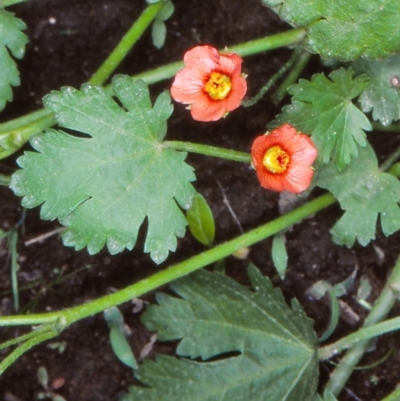 Modiola caroliniana (Red-flowered Mallow) at Uriarra Recreation Reserve - 30 Oct 2004 by BettyDonWood