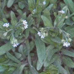 Myosotis laxa subsp. caespitosa (Water Forget-me-not) at Uriarra Recreation Reserve - 30 Oct 2004 by BettyDonWood