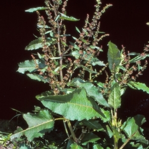 Rumex obtusifolius at Uriarra Recreation Reserve - 31 Oct 2004