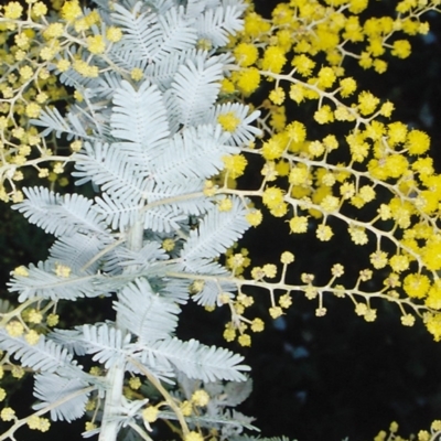 Acacia baileyana (Cootamundra Wattle, Golden Mimosa) at Melba, ACT - 8 Aug 2002 by BettyDonWood