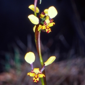 Diuris pardina at Gungaderra Grasslands - 4 Oct 2004