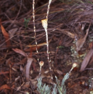 Leptorhynchos squamatus subsp. squamatus at Gungaderra Grasslands - 22 Oct 2002