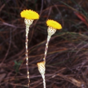 Leptorhynchos squamatus subsp. squamatus at Gungaderra Grasslands - 22 Oct 2002