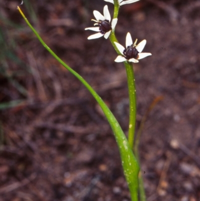 Wurmbea dioica subsp. dioica (Early Nancy) at Gungaderra Grasslands - 21 Oct 2002 by BettyDonWood