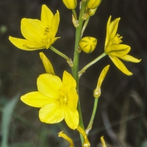 Bulbine bulbosa at Hall Cemetery - 11 Nov 2001