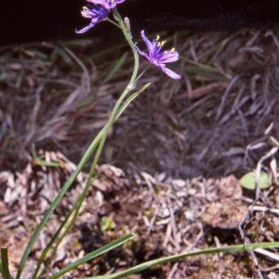 Caesia calliantha (Blue Grass-lily) at Mulligans Flat - 14 Dec 2004 by BettyDonWood