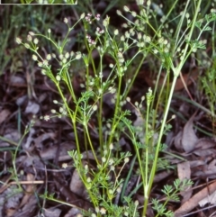 Daucus glochidiatus (Australian Carrot) at Mulligans Flat - 24 Nov 1998 by BettyDonWood