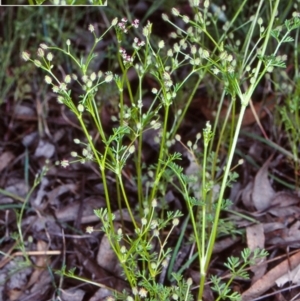 Daucus glochidiatus at Mulligans Flat - 25 Nov 1998 12:00 AM