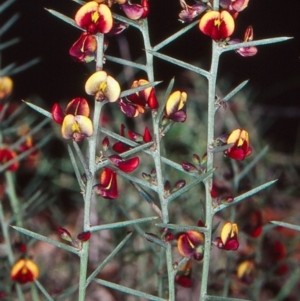 Daviesia genistifolia at Mulligans Flat - 4 Oct 2004 12:00 AM