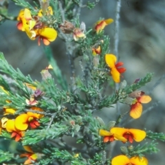 Dillwynia sericea (Egg And Bacon Peas) at Mulligans Flat - 18 Nov 2003 by BettyDonWood