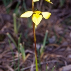 Diuris chryseopsis (Golden Moth) at Mulligans Flat - 6 Oct 2004 by BettyDonWood