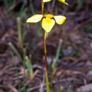 Diuris chryseopsis at Mulligans Flat - suppressed