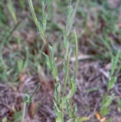 Epilobium hirtigerum (Hairy Willowherb) at Mulligans Flat - 19 Nov 2003 by BettyDonWood