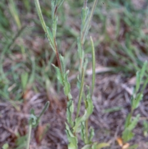 Epilobium hirtigerum at Mulligans Flat - 19 Nov 2003