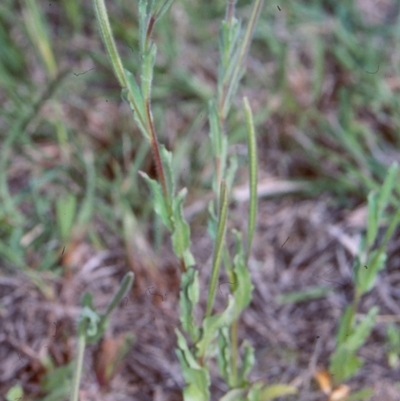 Epilobium hirtigerum (Hairy Willowherb) at Mulligans Flat - 19 Nov 2003 by BettyDonWood