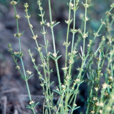 Galium gaudichaudii subsp. gaudichaudii (Rough Bedstraw) at Mulligans Flat - 16 Nov 2003 by BettyDonWood