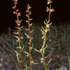 Haloragis heterophylla (Variable raspwort) at Mulligans Flat - 14 Dec 2004 by BettyDonWood