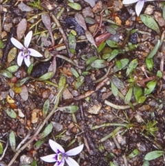 Isotoma fluviatilis subsp. australis (Swamp Isotome) at Mulligans Flat - 24 Oct 2004 by BettyDonWood