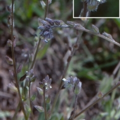 Myosotis discolor (Forget-me-not) at Mulligans Flat - 18 Nov 2003 by BettyDonWood