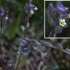 Myosotis discolor at Mulligans Flat - 18 Nov 2003 12:00 AM