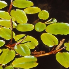 Potamogeton sulcatus (Pondweed) at Mulligans Flat - 25 Oct 2004 by BettyDonWood