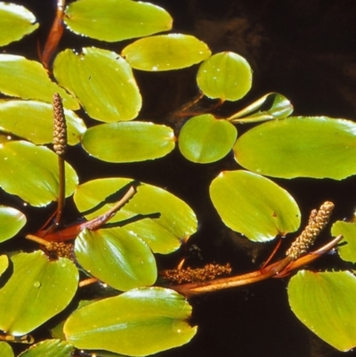 Potamogeton sulcatus (Pondweed) at Mulligans Flat - 25 Oct 2004 by BettyDonWood