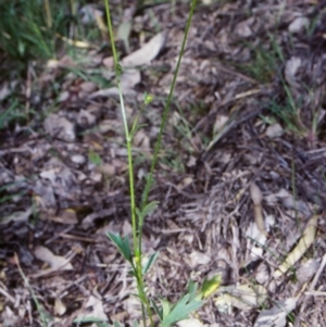 Ranunculus lappaceus at Mulligans Flat - 17 Nov 2003