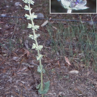 Salvia verbenaca var. verbenaca (Wild Sage) at Mulligans Flat - 18 Nov 2003 by BettyDonWood