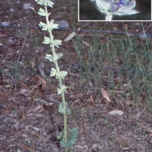 Salvia verbenaca var. verbenaca at Mulligans Flat - 18 Nov 2003