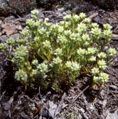 Scleranthus diander (Many-flowered Knawel) at Mulligans Flat - 17 Nov 2003 by BettyDonWood