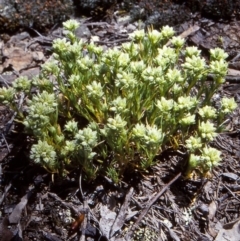 Scleranthus diander (Many-flowered Knawel) at Mulligans Flat - 16 Nov 2003 by BettyDonWood