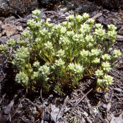 Scleranthus diander (Many-flowered Knawel) at Mulligans Flat - 17 Nov 2003 by BettyDonWood
