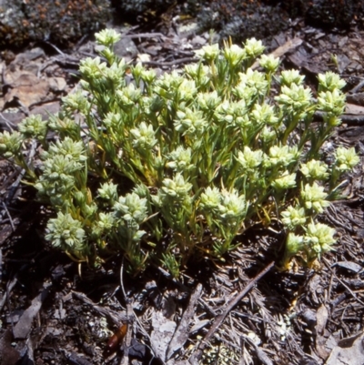 Scleranthus diander (Many-flowered Knawel) at Mulligans Flat - 16 Nov 2003 by BettyDonWood