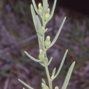 Thesium australe at Mulligans Flat - 15 Dec 2004