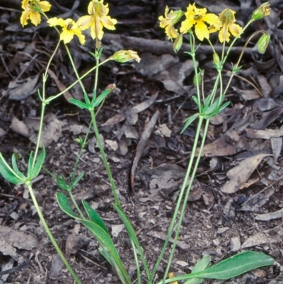 Goodenia paradoxa (Spur Goodenia) at Mulligans Flat - 25 Nov 1998 by BettyDonWood