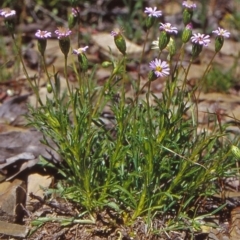 Vittadinia muelleri (Narrow-leafed New Holland Daisy) at Mulligans Flat - 25 Oct 2004 by BettyDonWood